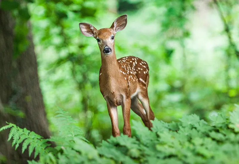 wildpark2.jpg